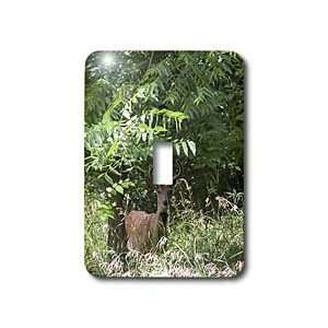 Beverly Turner Photography   Young Buck   Light Switch Covers   single 