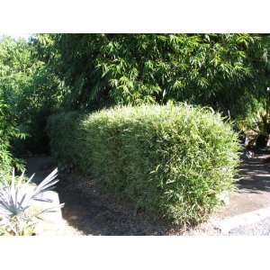   heterostachya Malaysian Dwarf Bamboo (Clumping) Patio, Lawn & Garden