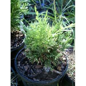  Green Globe Cedar (Chamaecyparis lawsoniana Green Globe 