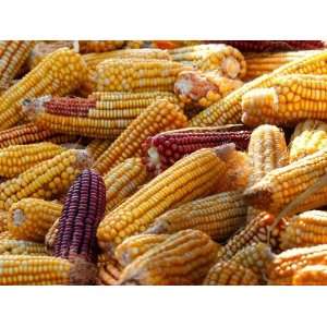  View of Ears of Organic Corn in Bussunaritz, Southwestern 