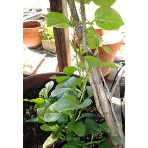  Spinach Climbing Plant. Edible/ornamental Patio, Lawn & Garden