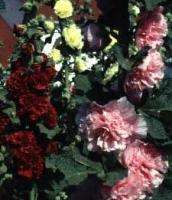 Hollyhock Chaters Double (Alcea rosea)   50+ SEEDS  
