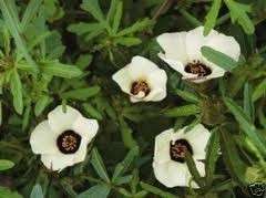 Hibiscus Simply Love (Hibiscus trionum) 30 Seeds  