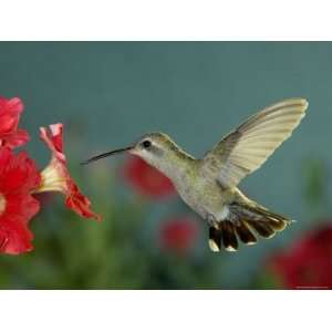 Broad Billed Hummingbird, Female Feeding on Petunia Flower 