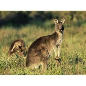  Eastern Grey Kangaroos, Macropus Giganteus, Wilsons 