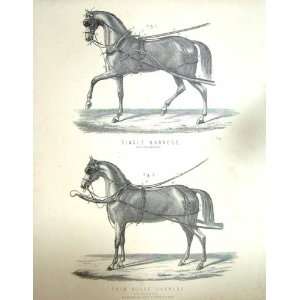  SINGLE PAIR HORSE HARNESS TRANSPORT WILLIAM MACKENZIE 