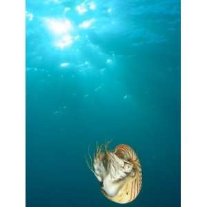  Chambered Nautilus Swimming Near Gnemelis Dropoff, Palau 