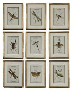 Entomology Framed WALL ART Decor Dragonfly Moth NEW  