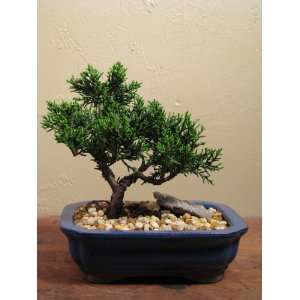 shimpaku bonsai in a rectangle blue pot by abonsaiforyou  