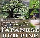 10 JAPANESE RED PINE Pinus densiflora BONSAI Adaptable 