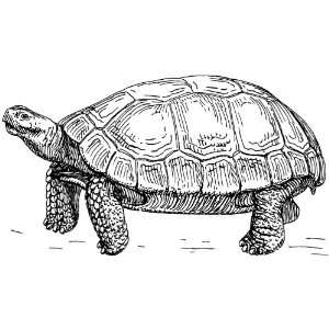   25 inch (58mm) Round Pin Badge Line Drawing Tortoise