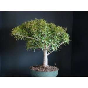  Flamingo Plants Live Ficus Nerifolia / Salicifolia Bonsai 