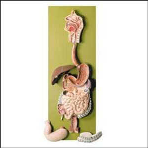  Digestive Tract Professional Anatomical Model Industrial & Scientific