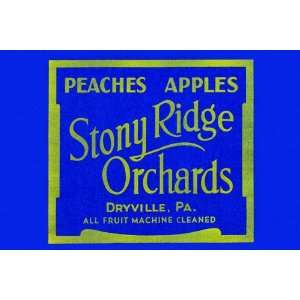  Stony Ridge Orchards Peaches & Apples 12x18 Giclee on 