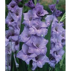   Blue Tropic Large Flowering Gladiolus   10 Bulbs Patio, Lawn & Garden