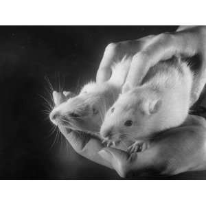  Rats Suffering from Radiation Sickness Being Experimented 