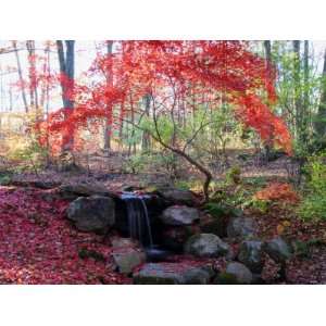  Japanese Maple Tree with Red Leaves in the Fall, Next to a 