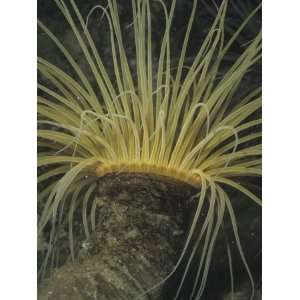  Tube or Burrowing Anemone (Pachycerianthus Fimbriatus 