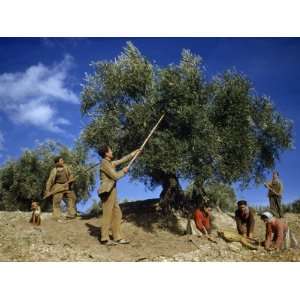  Men Shake Ripe Olives Out of a Tree, Women Gather the 
