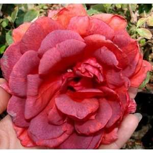  El Cid Rose Seeds Packet Patio, Lawn & Garden