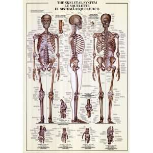 Skeletal System Poster Print