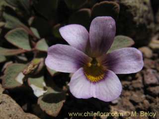 Viola sp. #1551. 35 fresh seeds V.Hardy  