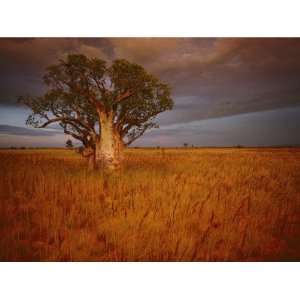  A Boab Tree Stands Solitary in the Bush Near Wyndham 