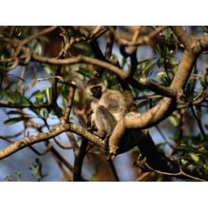  A Wild Vervet, or Green Monkey, Perched in a Tree National 